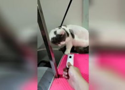 搞笑宠物节目,笑料横生的宠物日常